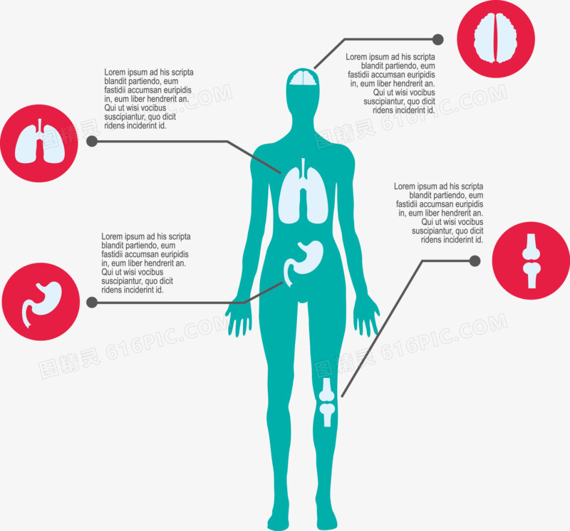 人体结构矢量