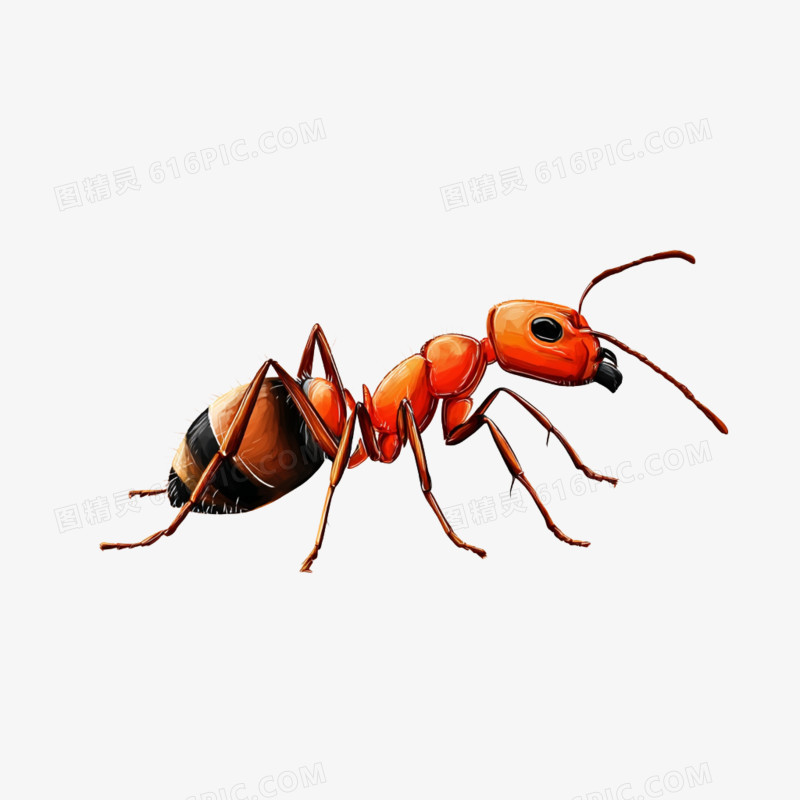 插画风夏季昆虫动物蚂蚁免抠元素