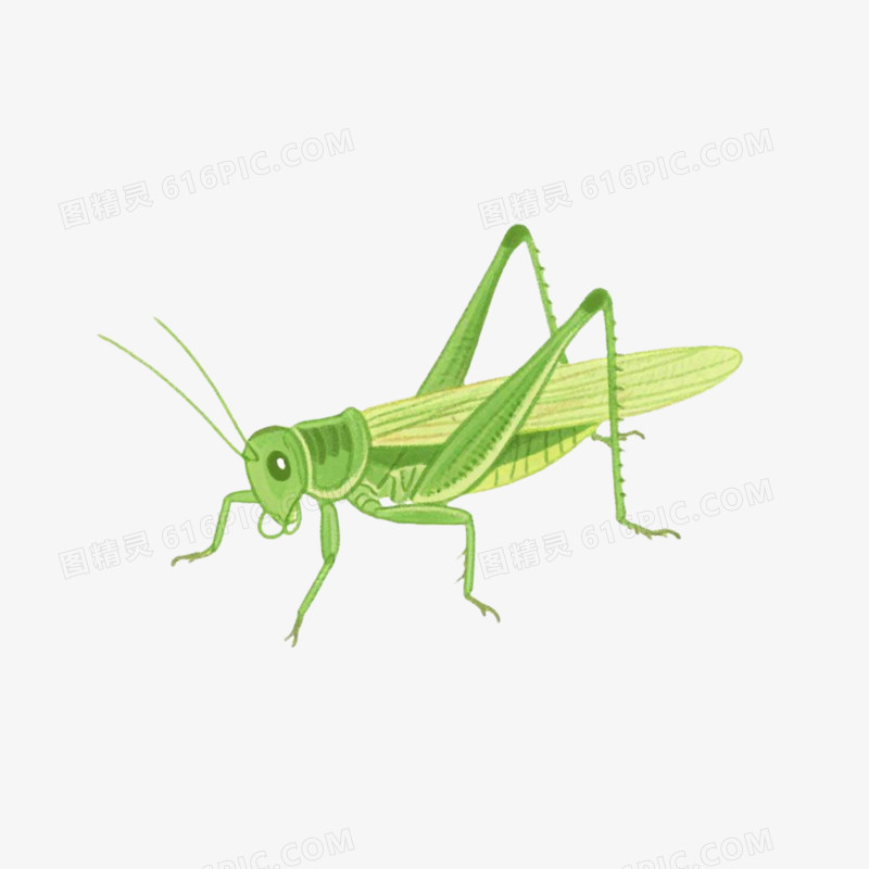 插画风格蟋蟀免抠元素