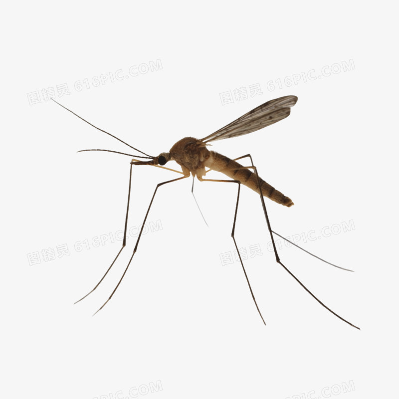 插画风夏季昆虫动物蚊子免抠元素