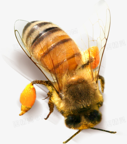 黄色小蜜蜂