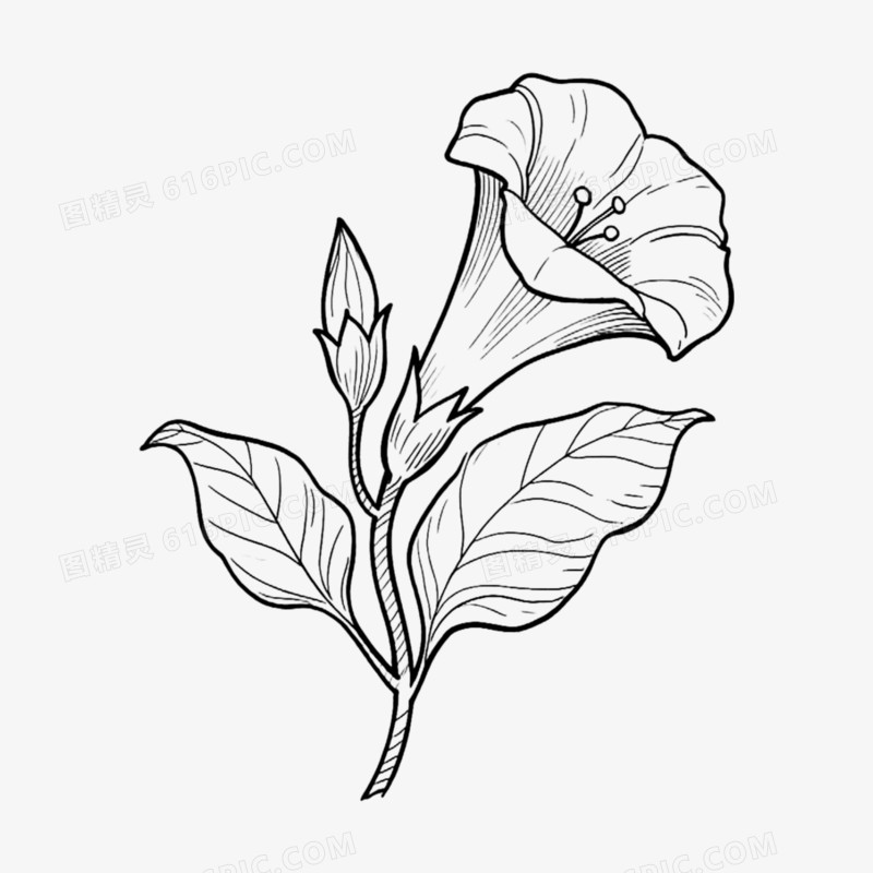 喇叭花手绘线稿免抠元素