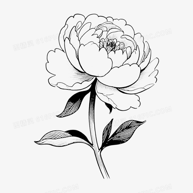 芍药手绘线稿免抠元素