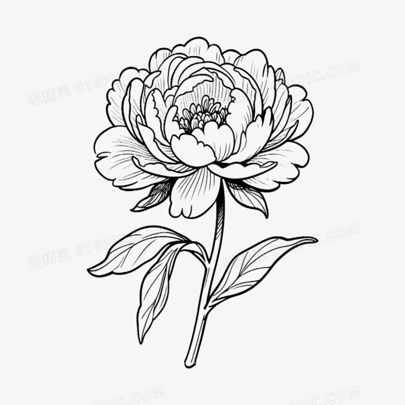 正面芍药手绘线稿免抠元素