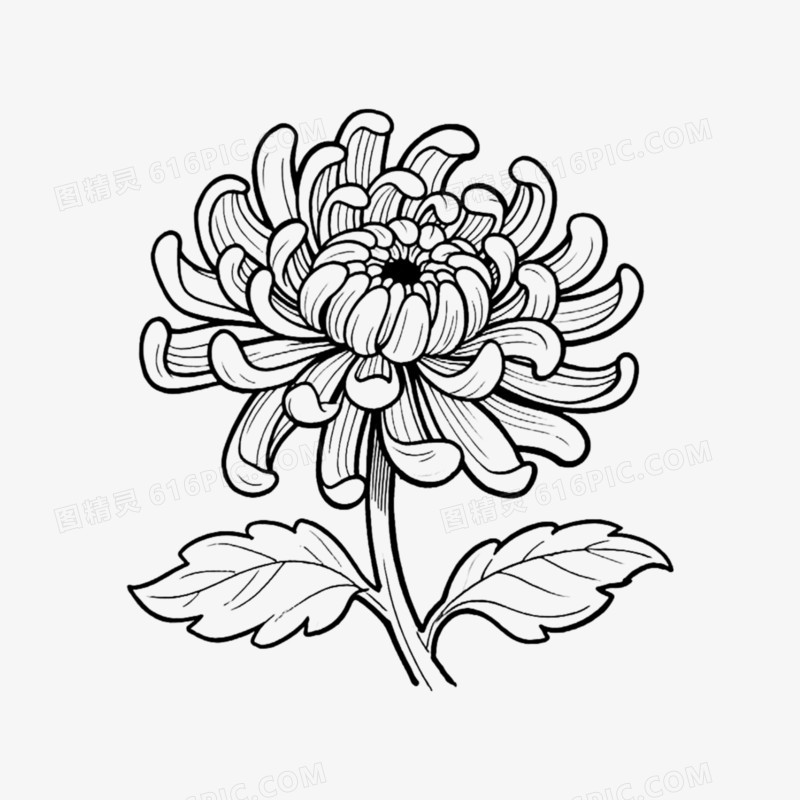 大朵菊花手绘线稿免抠元素