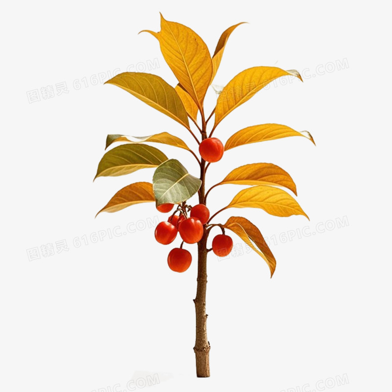 中医养生药材免抠元素