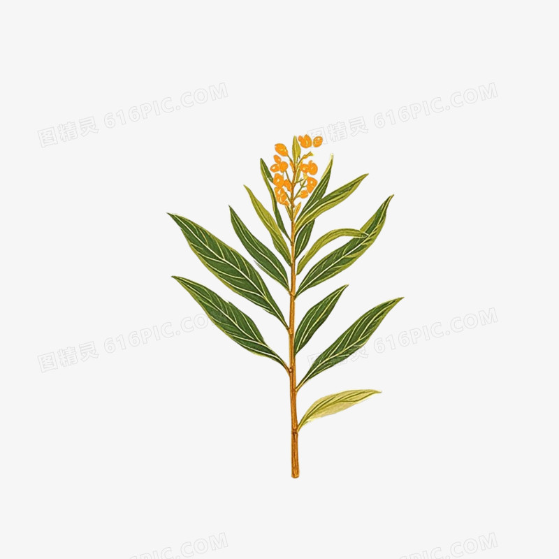 中医养生药材免抠元素