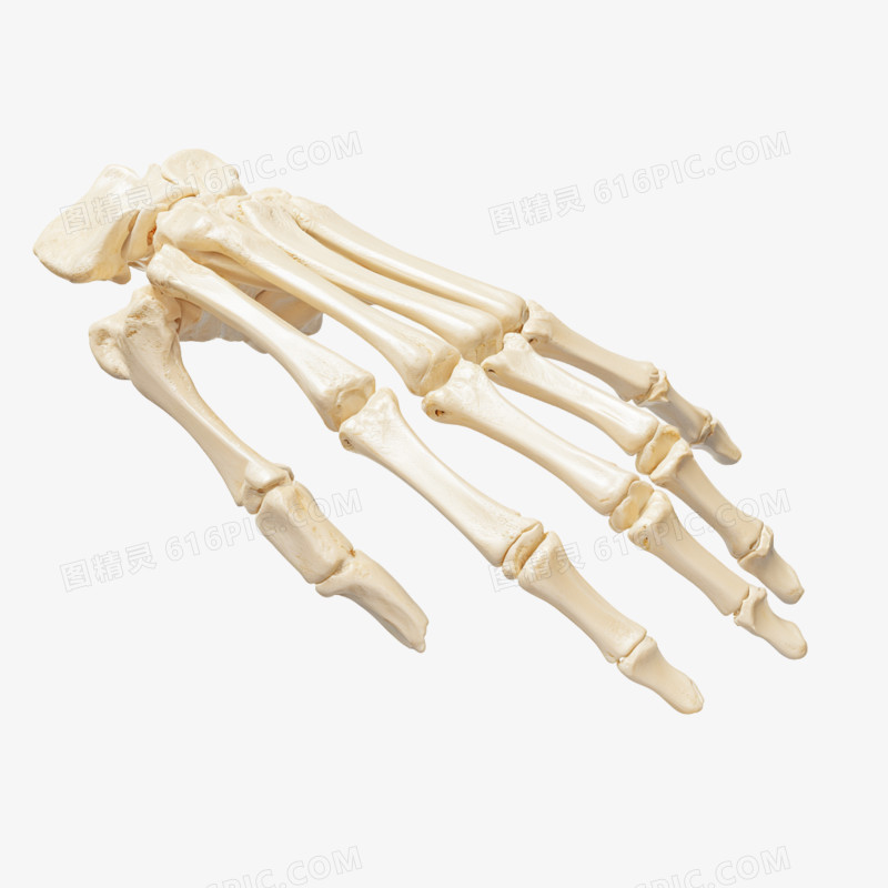 3D骷髅手免抠元素