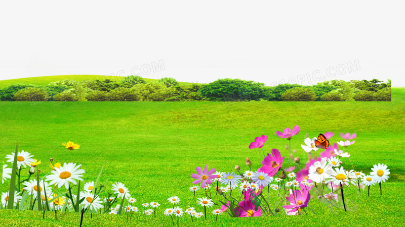 草坪