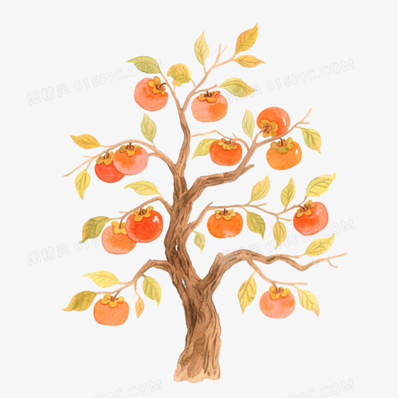 手绘插画果树柿子树免抠元素