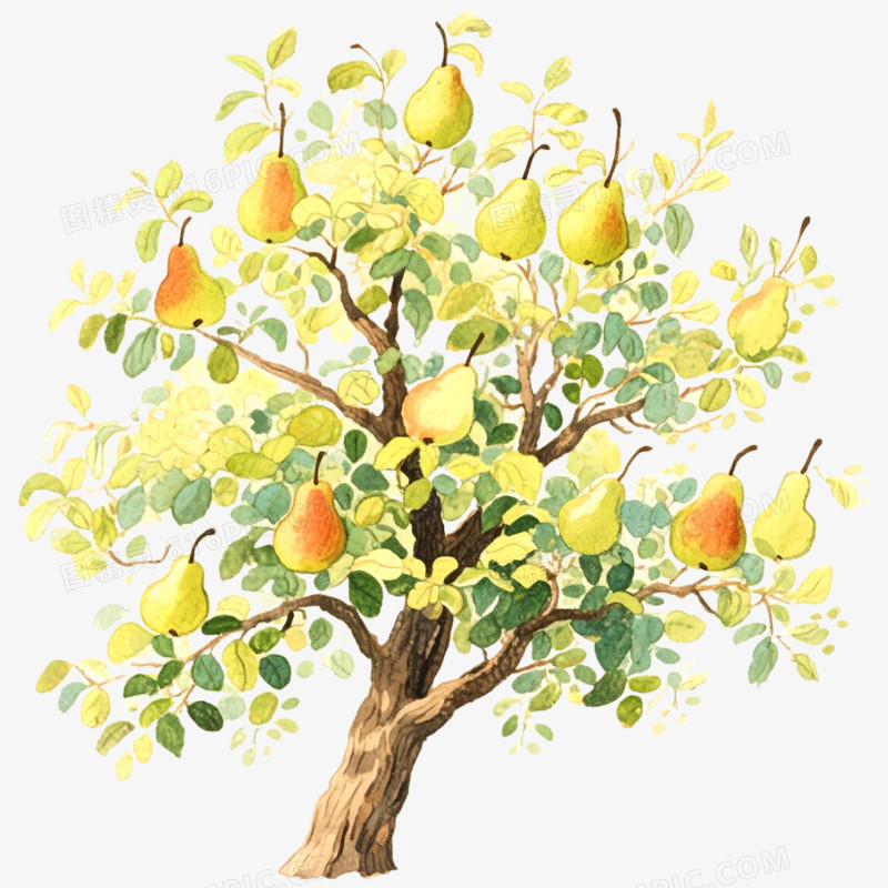 手绘插画果树梨树免抠元素