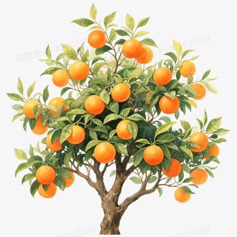 手绘插画果树橘子树免抠元素