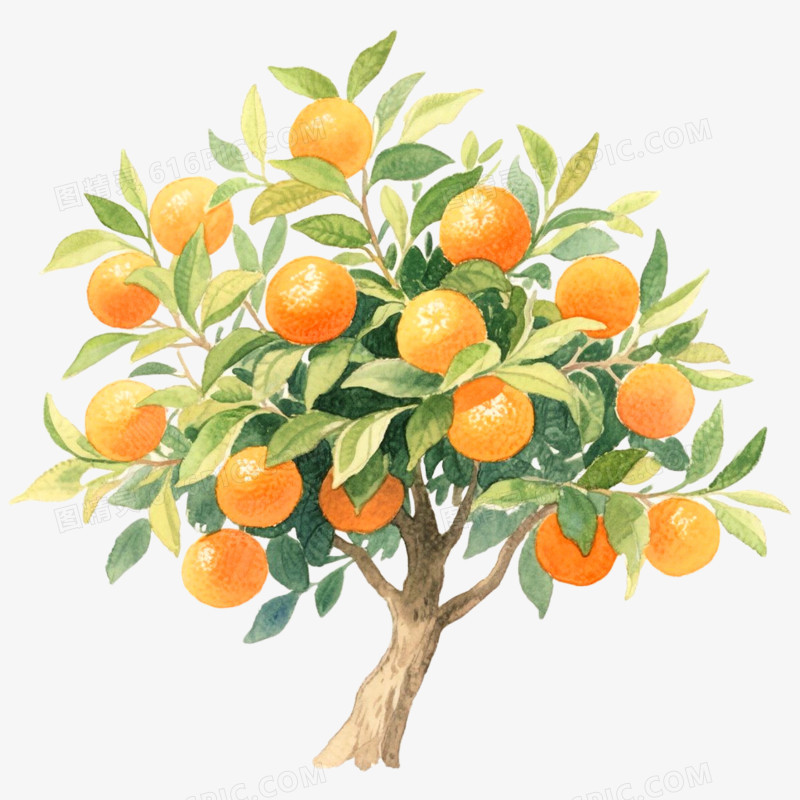手绘插画果树橘子树免抠元素