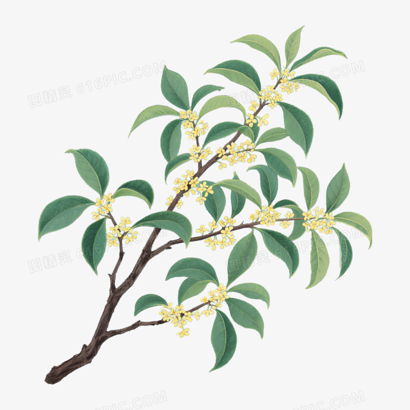 插画风一只桂花枝免抠元素
