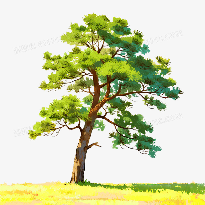 手绘插画风格松树免抠元素