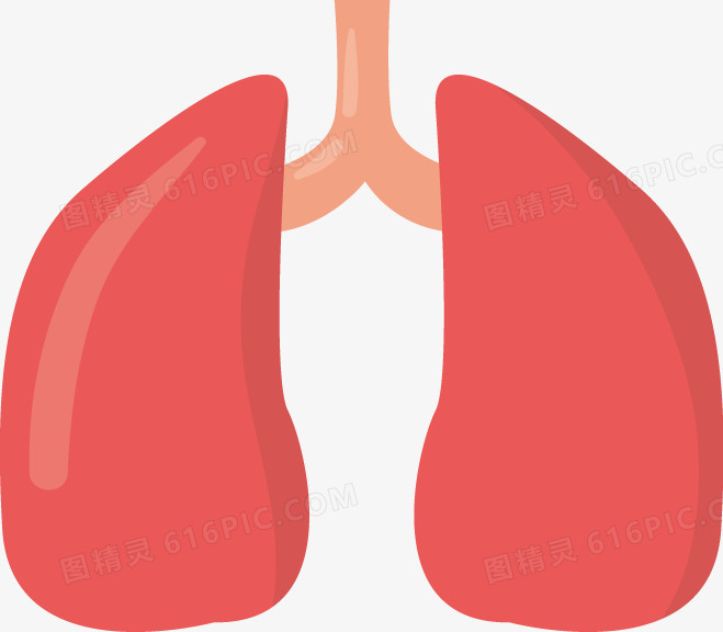 肺png矢量素材