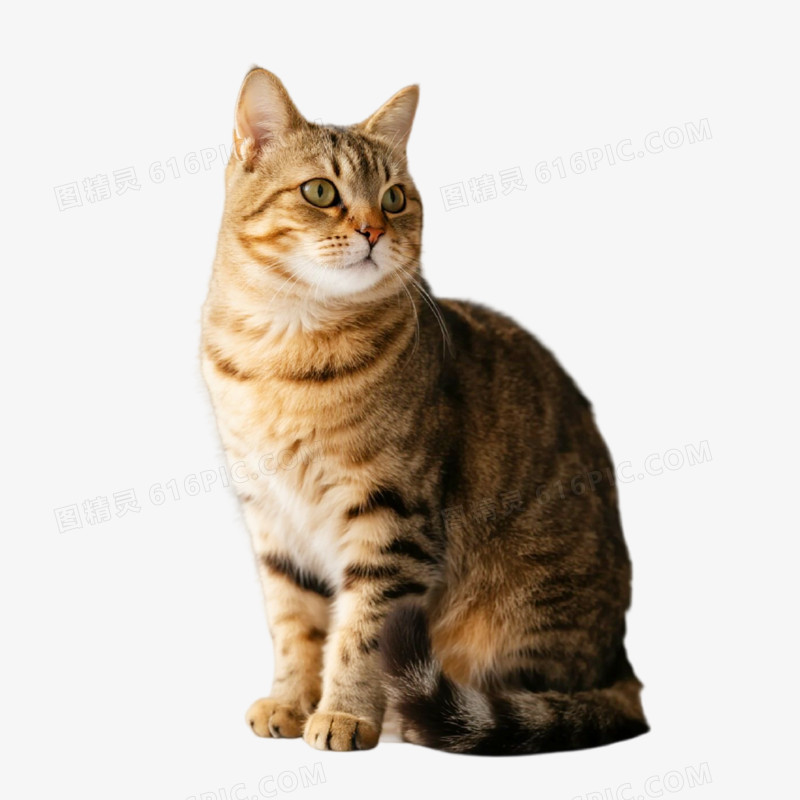 摄影风宠物猫免抠元素