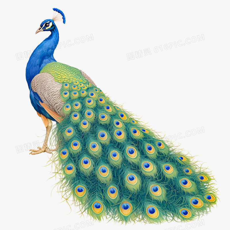 逼真手绘卡通孔雀免抠元素