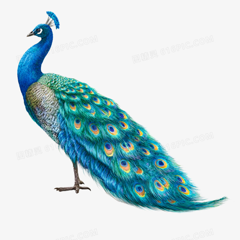 逼真手绘卡通孔雀免抠元素
