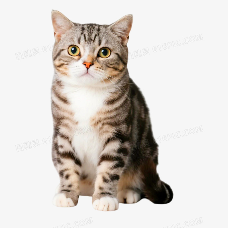 摄影风宠物猫免抠元素