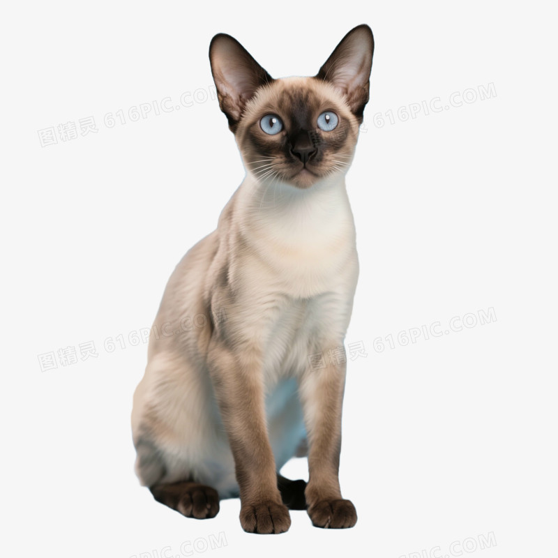 摄影实拍图宠物猫免抠元素