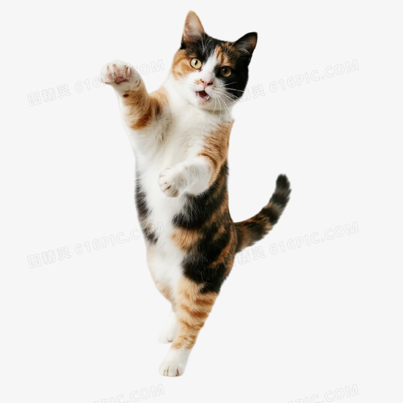 摄影风宠物猫免抠元素