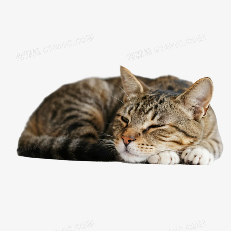 摄影风宠物猫免抠元素