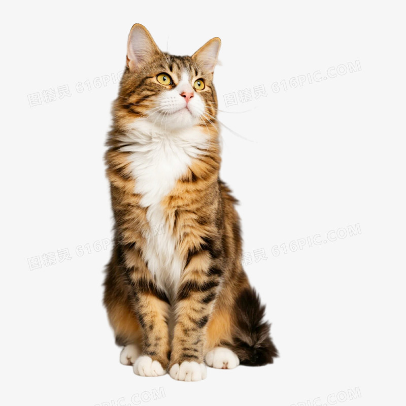 摄影风宠物猫免抠元素