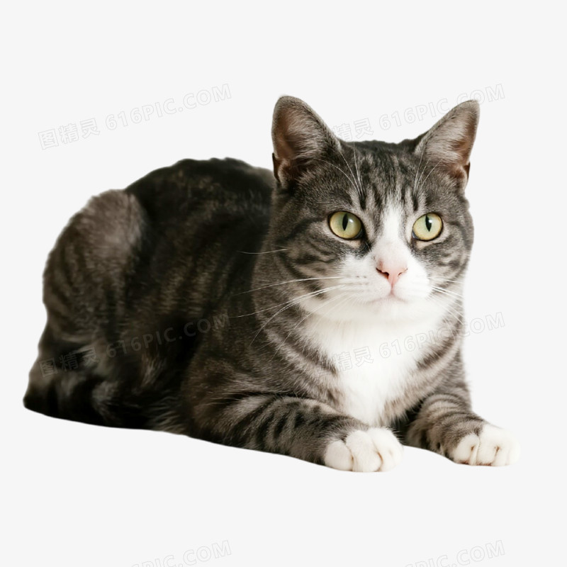 摄影风宠物猫免抠元素