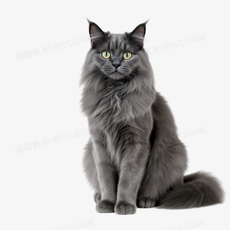 宠物小猫免抠元素