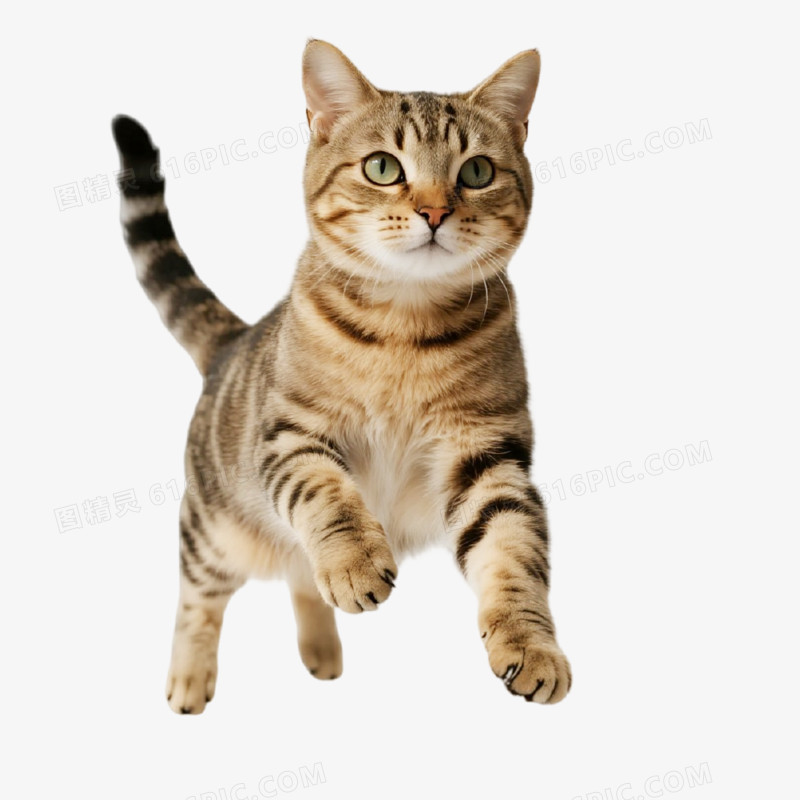 摄影风宠物猫免抠元素