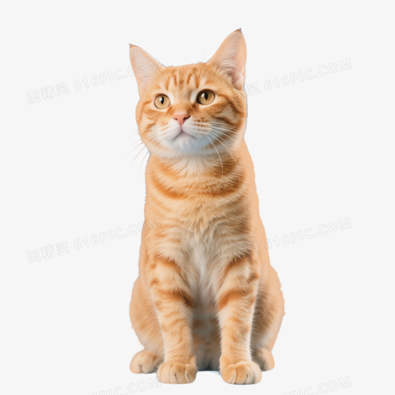 摄影实拍图宠物猫免抠元素
