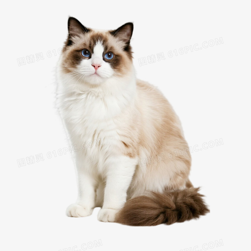 摄影风宠物猫免抠元素