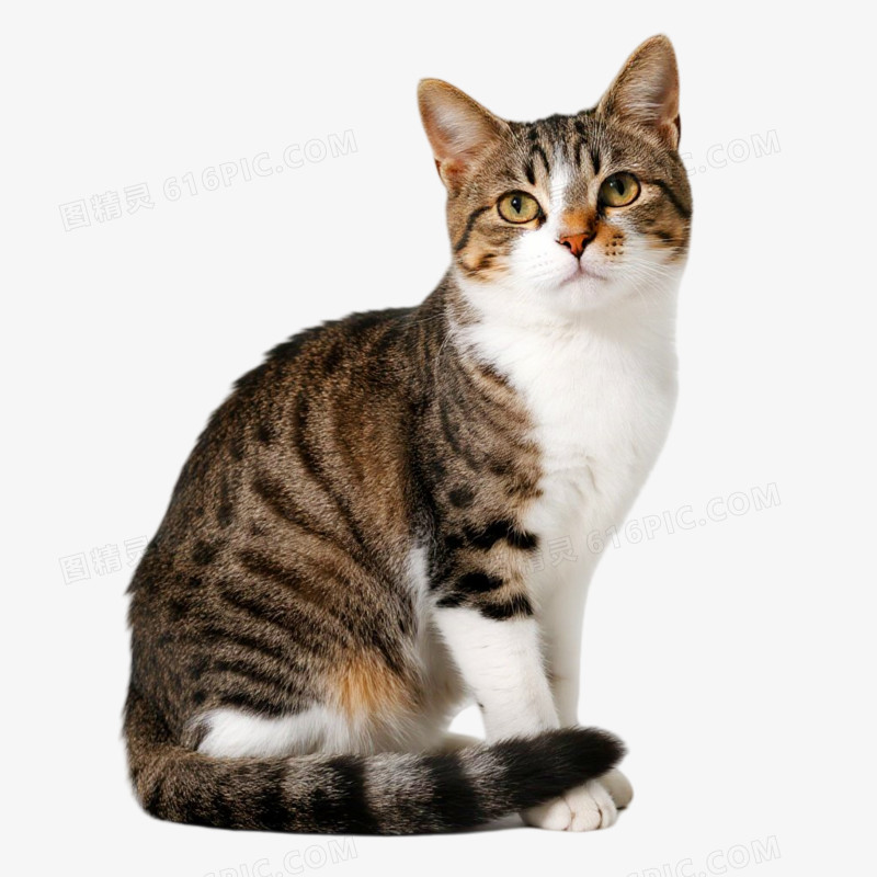 摄影风宠物猫免抠元素
