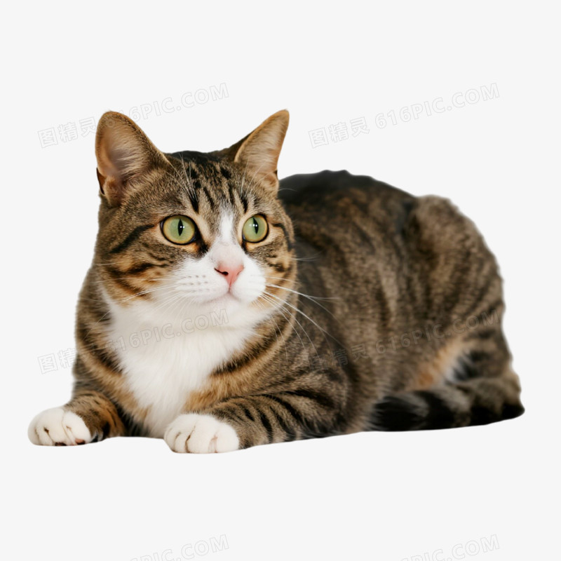 摄影风宠物猫免抠元素