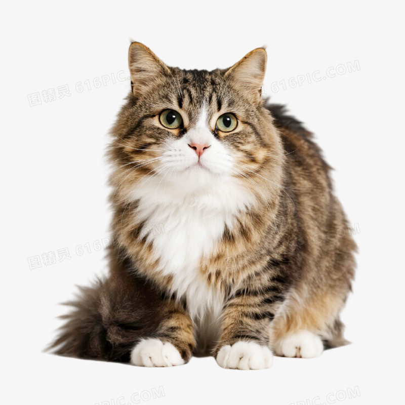 摄影风宠物猫免抠元素