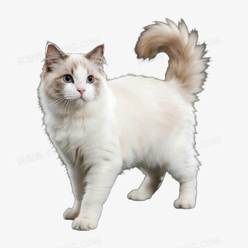 宠物猫猫咪布偶猫免抠元素