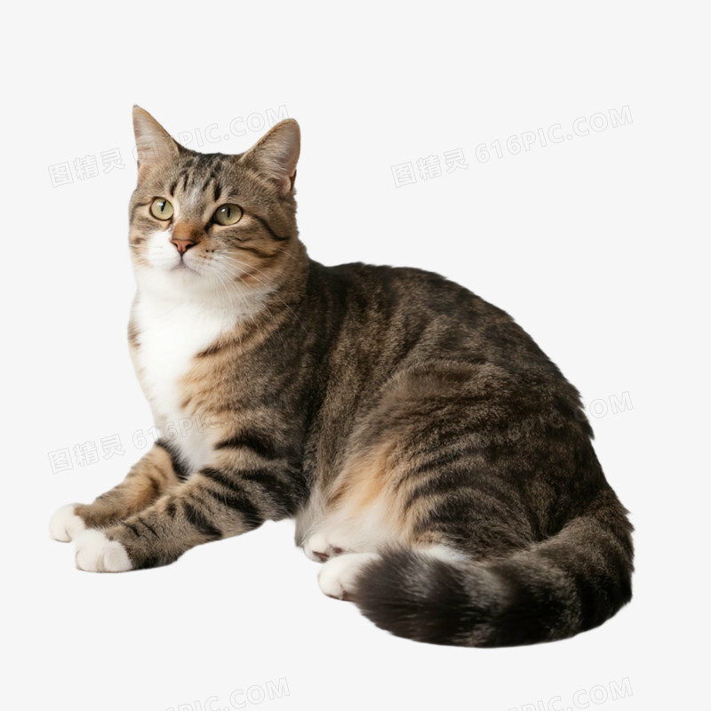 宠物猫猫咪免抠元素