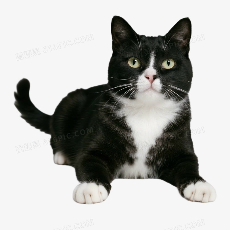 宠物猫猫咪免抠元素