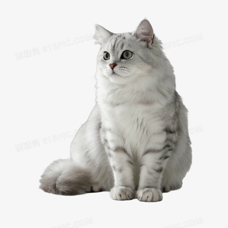 宠物猫猫咪银渐层免抠元素