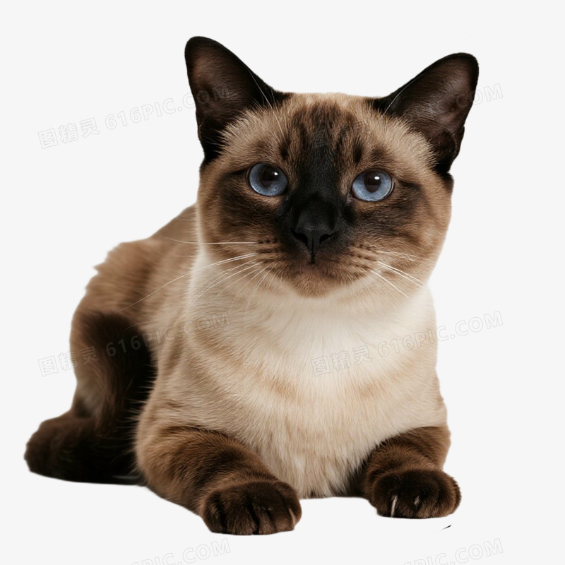 宠物猫猫咪暹罗猫免抠元素