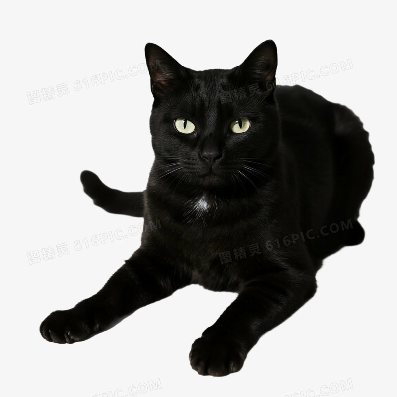 宠物猫猫咪免抠元素