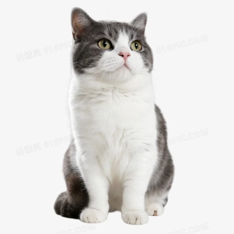摄影风宠物猫免抠元素