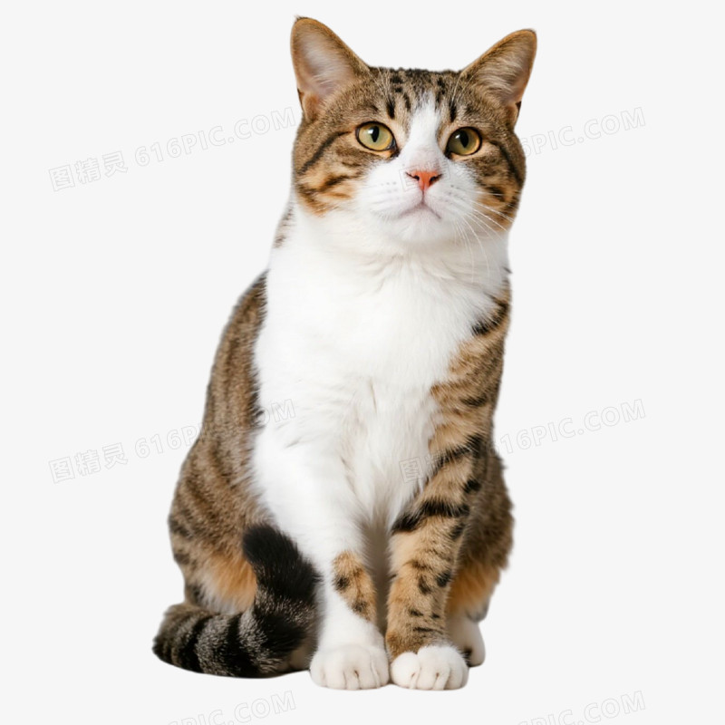 一只猫,摄影图,白色背景