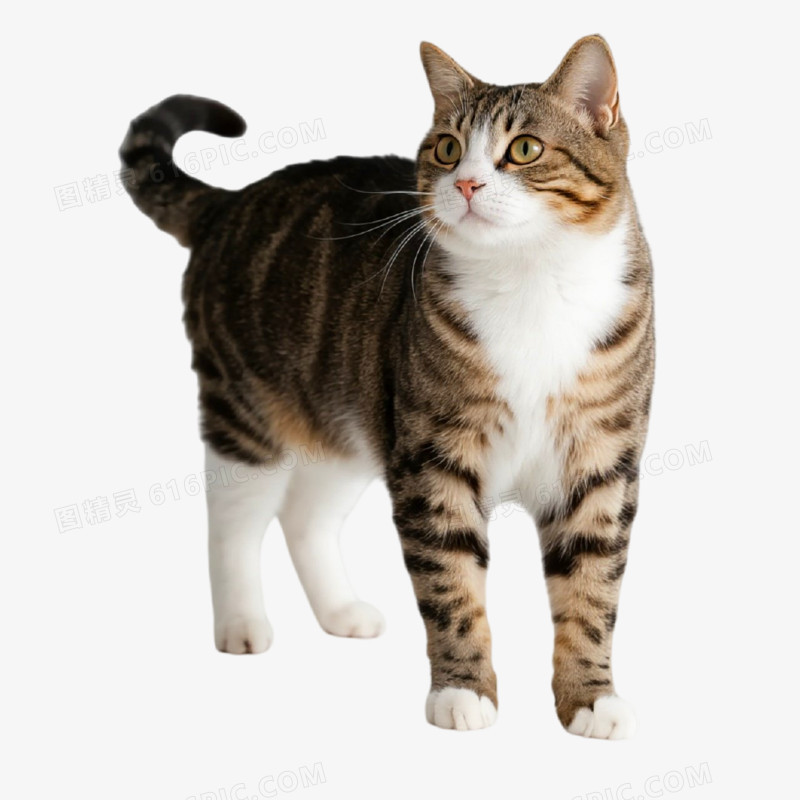 摄影风宠物猫免抠元素
