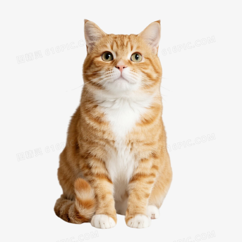 摄影风宠物猫免抠元素