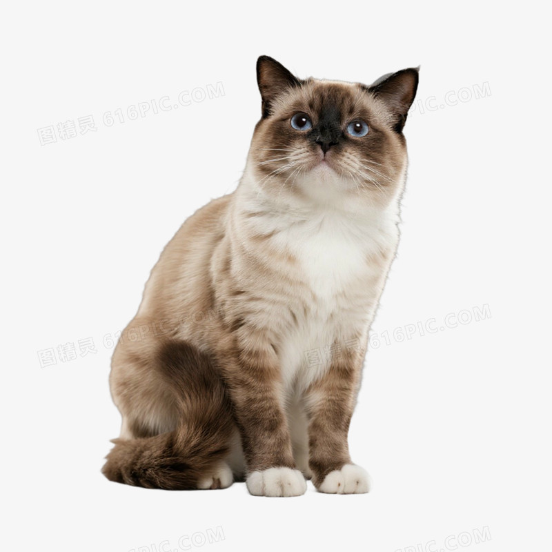 宠物猫猫咪暹罗猫免抠元素