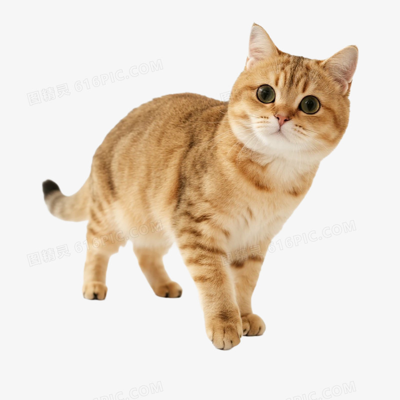 宠物猫猫咪金渐层免抠元素