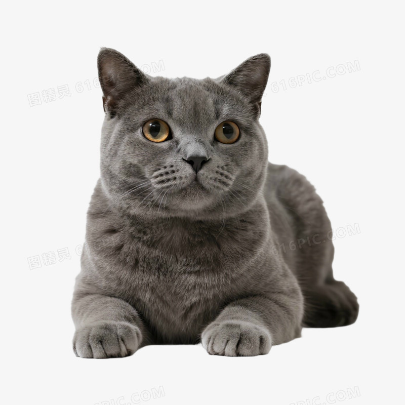 宠物猫猫咪蓝猫免抠元素