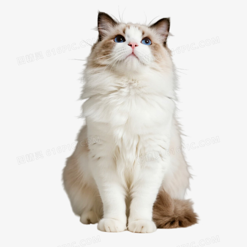 摄影风宠物猫免抠元素